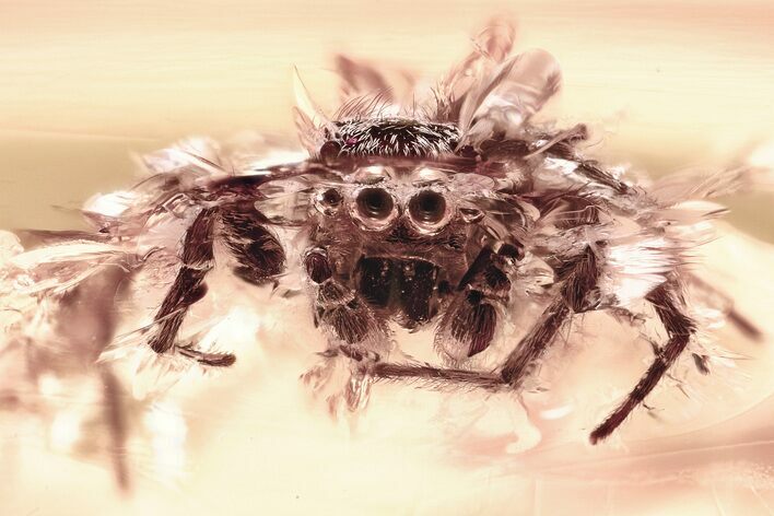 Detailed Fossil Jumping Spider (Salticidae) In Baltic Amber #330729